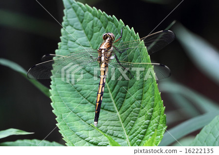 Dragonfly  16222135