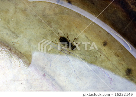 Jago (dragonfly) Jago (dragonfly) 16222149