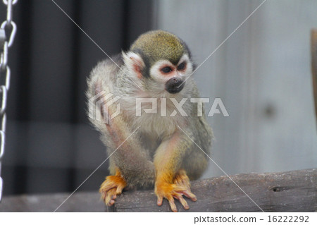 Squirrel monkey Squirrel monkey 16222292