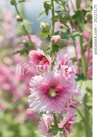 蜀葵 蜀葵 16223175