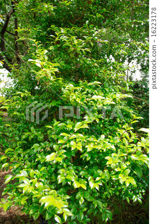 Waige的樹 16223178