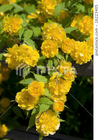 八重山山間溪流盛開 16223405