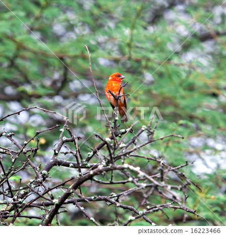 Mauritius, Madagascar Fody (Foudia madagascariensi 16223466