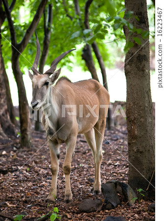 antelope antelope 16223467