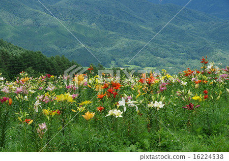 Oze Iwakura Lily Park Oze Iwakura Lily Park 16224538