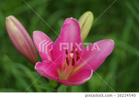 Oze Iwakura Lily Park Oze Iwakura Lily Park 16224540