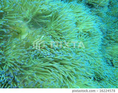 千住海葵 16224578