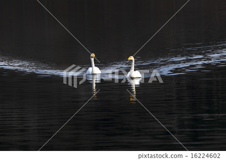 Swan Swan 16224602