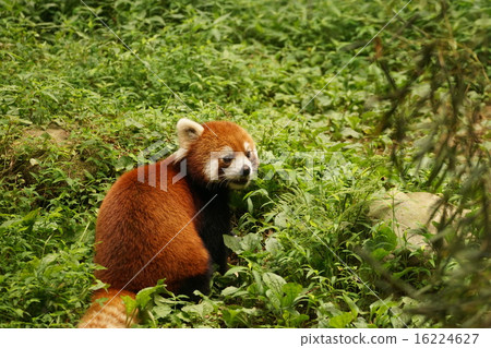 Lesser panda 16224627