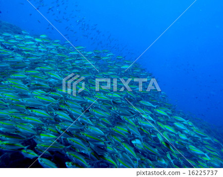 一群籃球 16225737