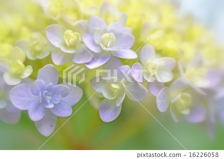 繡球花雙開花 繡球花雙開花 16226058