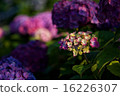 hydrangea   16226307