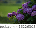 hydrangea   16226308