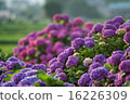 hydrangea   16226309