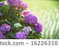 hydrangea   16226310