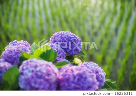 hydrangea   16226311