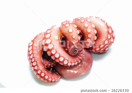 章魚 16226330