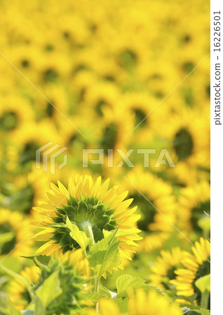 sunflowers 16226501