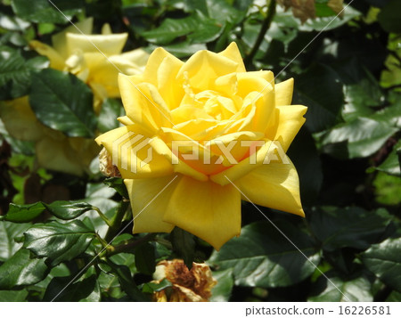 A flower of a vitamin color rose that gets energetic just by looking. 16226581