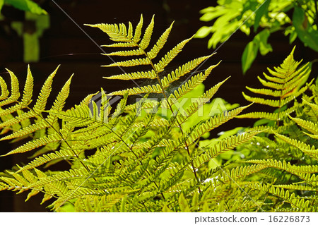 圖庫照片: 羽狀複葉 文京區役 蕨類植物(植物分支)