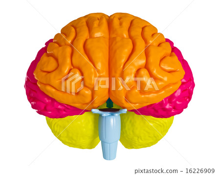 Human brain Human brain 16226909