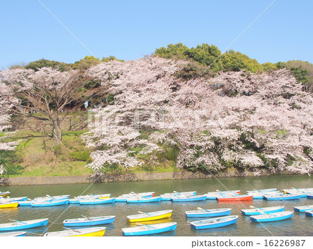 Cherry tree in full bloom  16226987