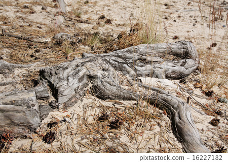Root Root 16227182