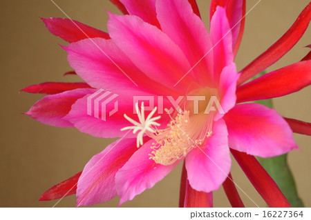 Peacock cactus flowers 16227364