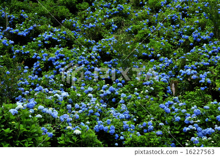 Gima縣下田鎮繡球花繡球花園 Gima縣下田鎮繡球花繡球花園 16227563