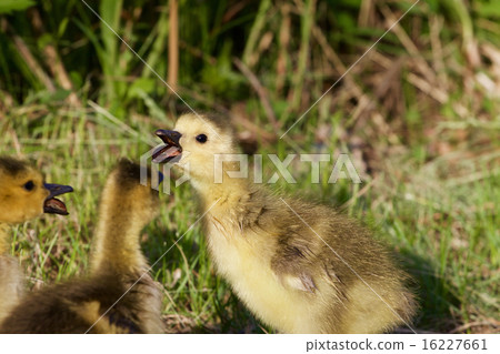 The chick is telling gossips 16227661
