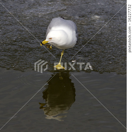 Thoughtful gull 16227732