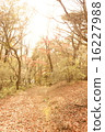 Fallen leaves 16227988