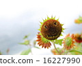 Sunflower smile 16227990