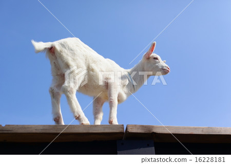 Baby goat 16228181