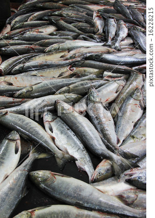 Salmon harvest 16228215
