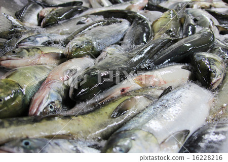 Salmon harvest Salmon harvest 16228216