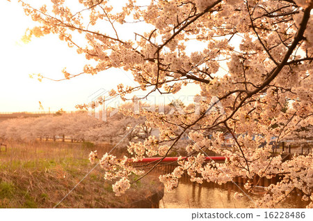 Sakura of Sogo moat (Niigata City) Sakura of Sogo moat (Niigata City) 16228486