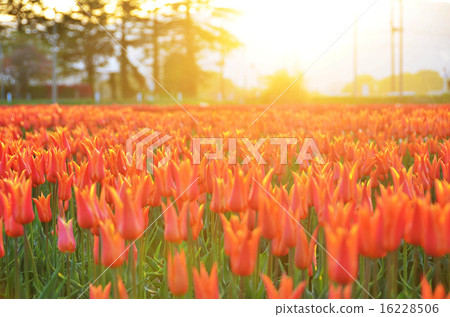 Tulip field (Niigata ken Gosen city) 16228506