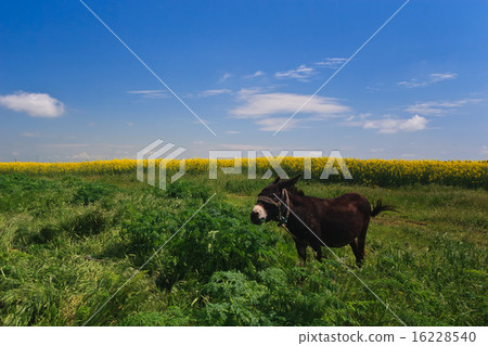 the donkey grazing the donkey grazing 16228540