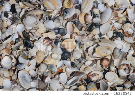 a lot of shells 16228542
