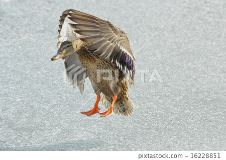 Mallard Duk Hen landing on ice covered lake Mallard Duk Hen landing on ice covered lake 16228851