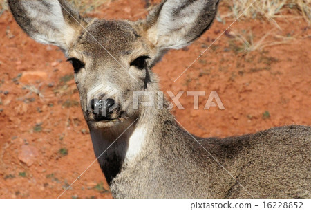 Mule Deer Mule Deer 16228852
