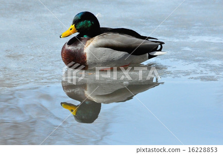 Mallard Duck Drake siting on ice covered pond 16228853