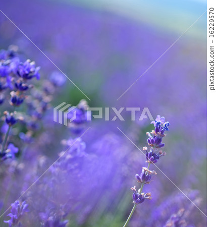 nature in Crimea nature in Crimea 16229570