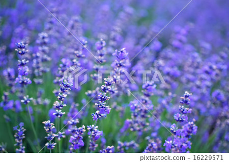 nature in Crimea nature in Crimea 16229571
