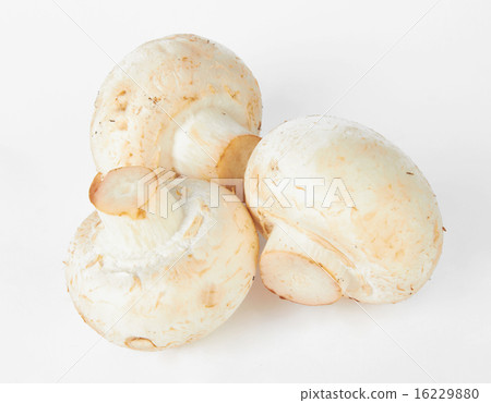 mushroom 16229880