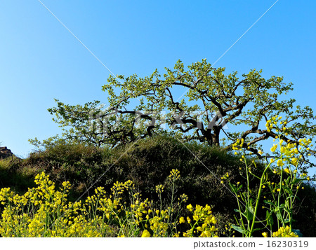 強姦花和梨樹 16230319