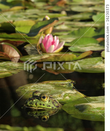 American bullfrog in lily pond. 16230373