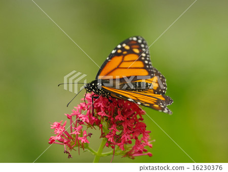 Selective focus on a Monarch butterfly on flower. 16230376