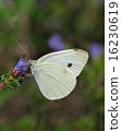 White Cabbage butterfly feeding at a flower. 16230619